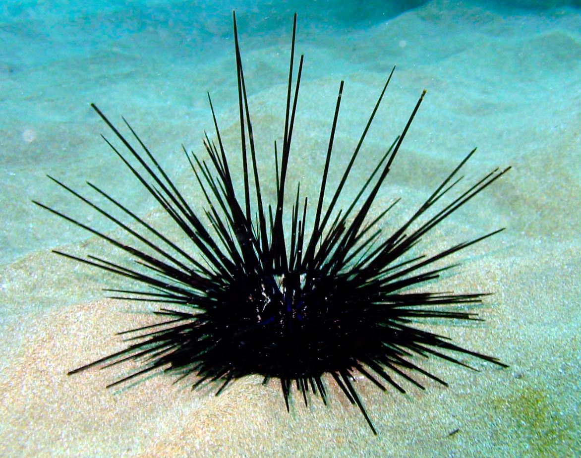 spiny urchin